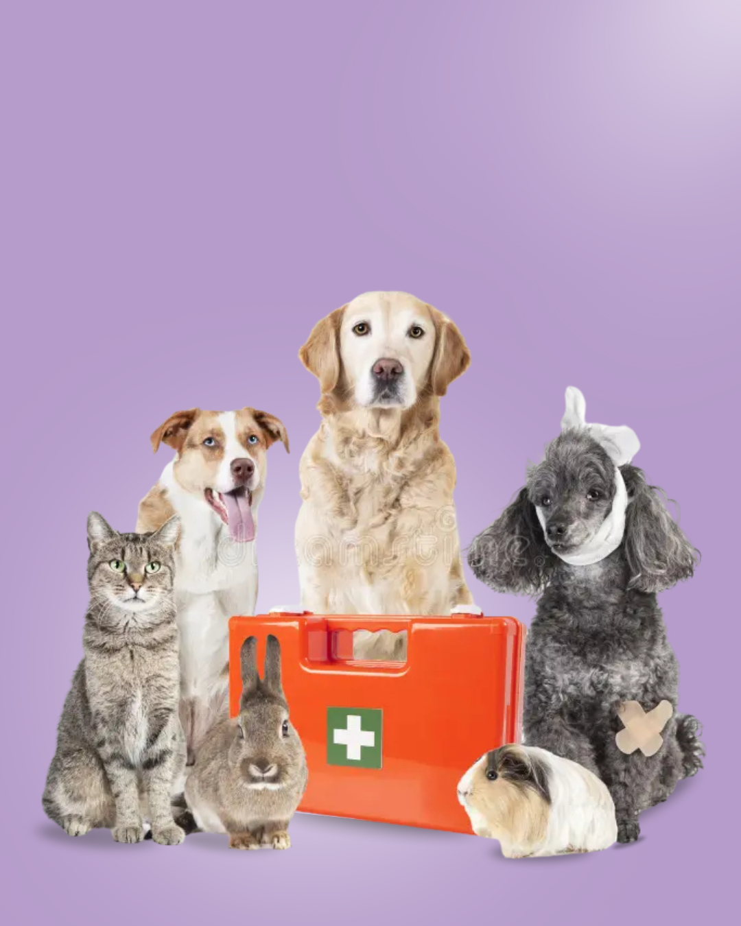 Guia Prático para Pets Doentes